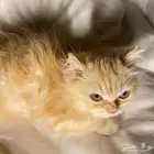 قطط