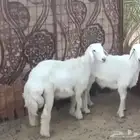 طليان ذبايح
