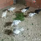 دجاج كوشامو بمكة