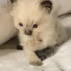 قطط