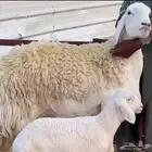 نوادر الحريات الصنف