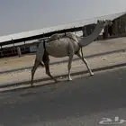 خفوت