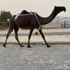 ابل