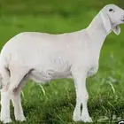 قسط ذبيحتك مع تمارا