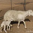 حريات متابيع العدد 2