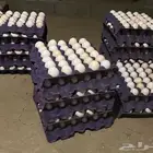 بيض دجاج بلدي