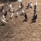 حمام قطايف وباكستاني مطير