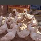 يوجد بط بكيني مذبوح علي الطلب