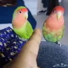 روز