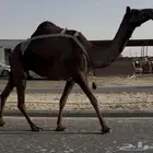 ضروبه طيبه سليمه معزول منها وناقه كفو
