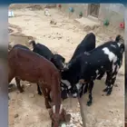 معزا للبيع