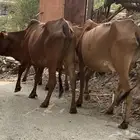 2 بقر دفع قرايب