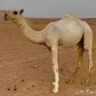 بكره رمانيه كفو فرديه