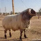 بيع الله يبارك له فحل نعيم ادبس