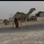 فحل