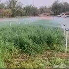 برسيم عالي الجودة kF101