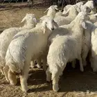رخال حريات