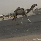 خفوت