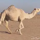 الابل للبيع الموقع رماح