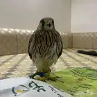 موجود كميه بواشق