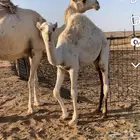 حاشي بالربع وبالكيلو وخرفان وتيوس للحجز واتس