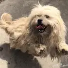 كلب لاسا ابسو للبيع