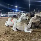 عشرا منتج طيبه