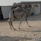 ضرايب