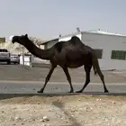 ابل