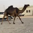 ابل