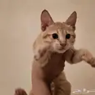 قط للتبني عاجل