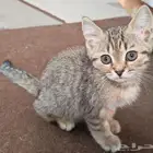 كيتن قط سكوتش ستريت تيجر للبيع