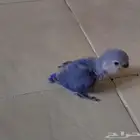 فرخ روز غر للبيع