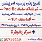 بذور برسيم أمريكي باسفيك الفا كاف 101