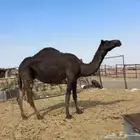 ضروبه ملحاء طيبه