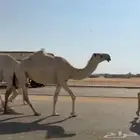 ضروبه كفو مصعد قبل شهرين توها دازه رباعيتها