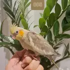 فروخ كروان اليفة غر انتاج محلي ( متوفر أقساط تابي و تمارا )