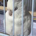 مفقود