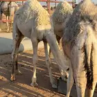 للبيع قعودين طيبات