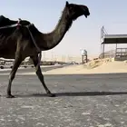 خلفه تحتها حواره كفو