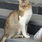 للتبني مع كل اغراضها