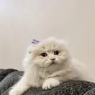 قطة سكوتش فولد للبيع