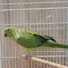 أثنى ببغاء درة هندي