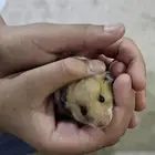 للبيع هامستر مع عيالها