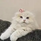 قطة سكوتش فولد للبيع (شكل مميز)