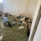 ارانب