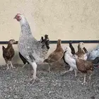 دجاجه بلدي مع فروخها