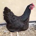 دجاج بارنفيلدر لون نحاسي