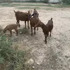 للبيع معزا حص