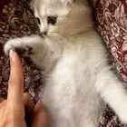 كيتن سكوتش فولد ذكر للبيع